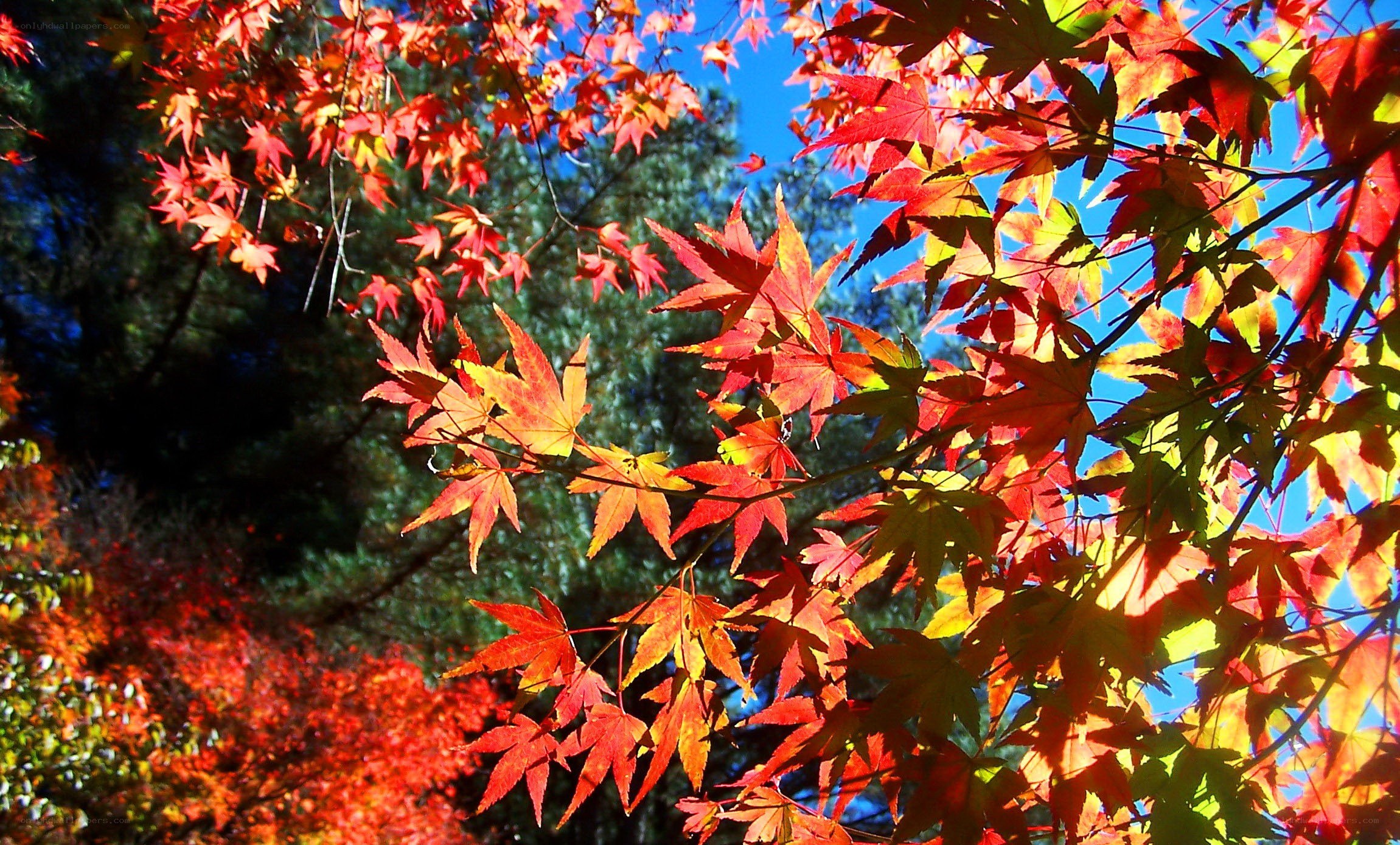 Vibrant autumn leaves in sunlight