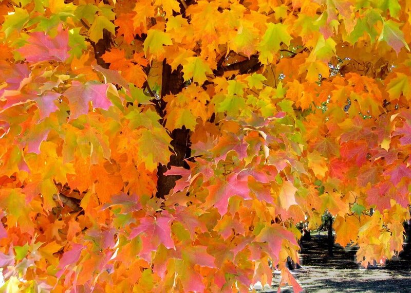 Vibrant autumn leaves on a tree