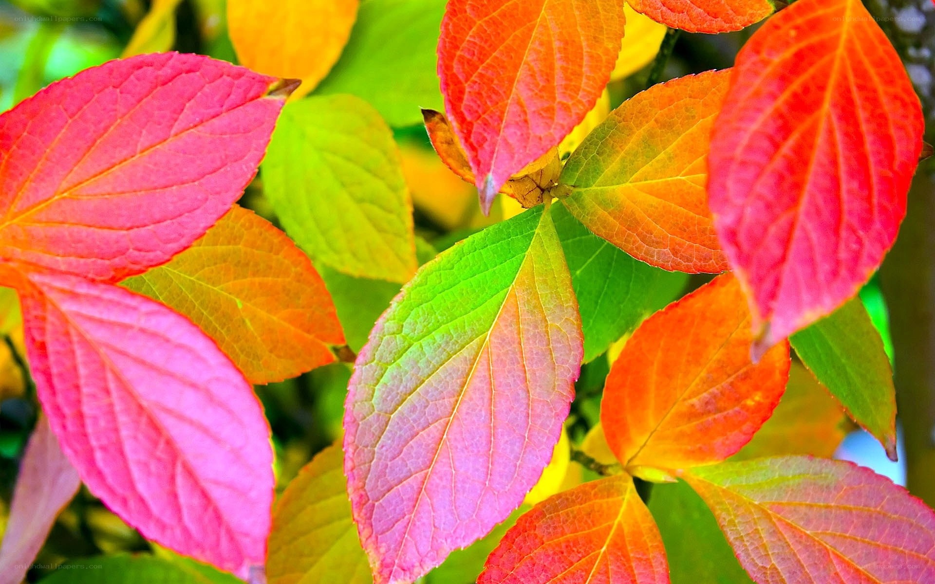 vibrant autumn leaves