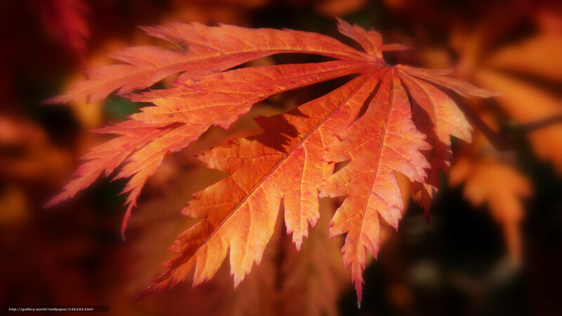 Vibrant autumn maple leaf