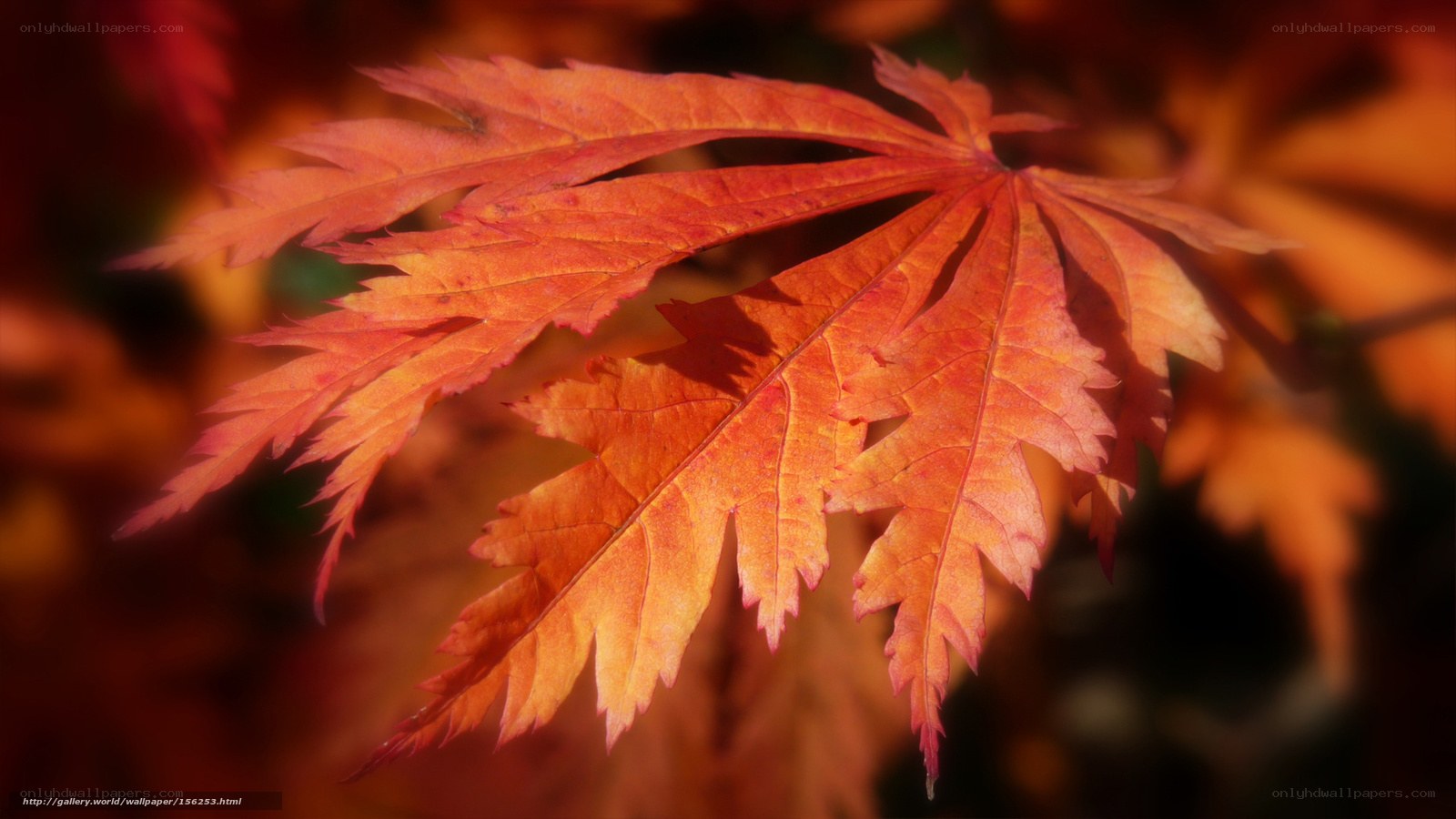 Vibrant autumn maple leaf