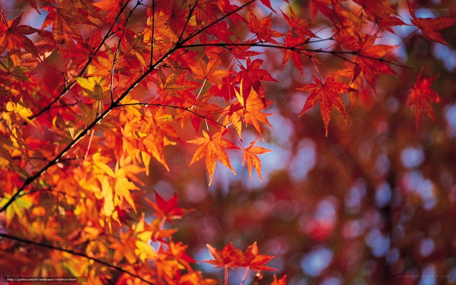 Vibrant autumn maple leaves
