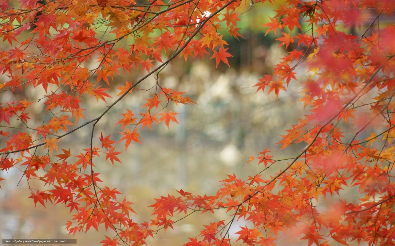 Vibrant autumn maple leaves