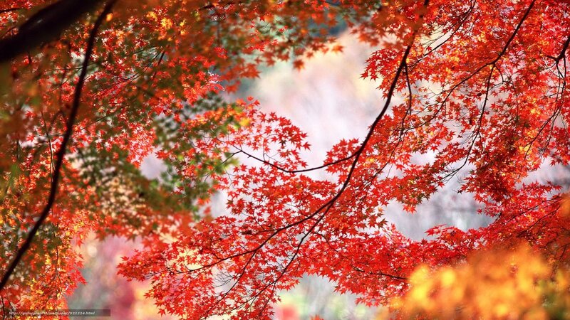 Vibrant autumn maple leaves