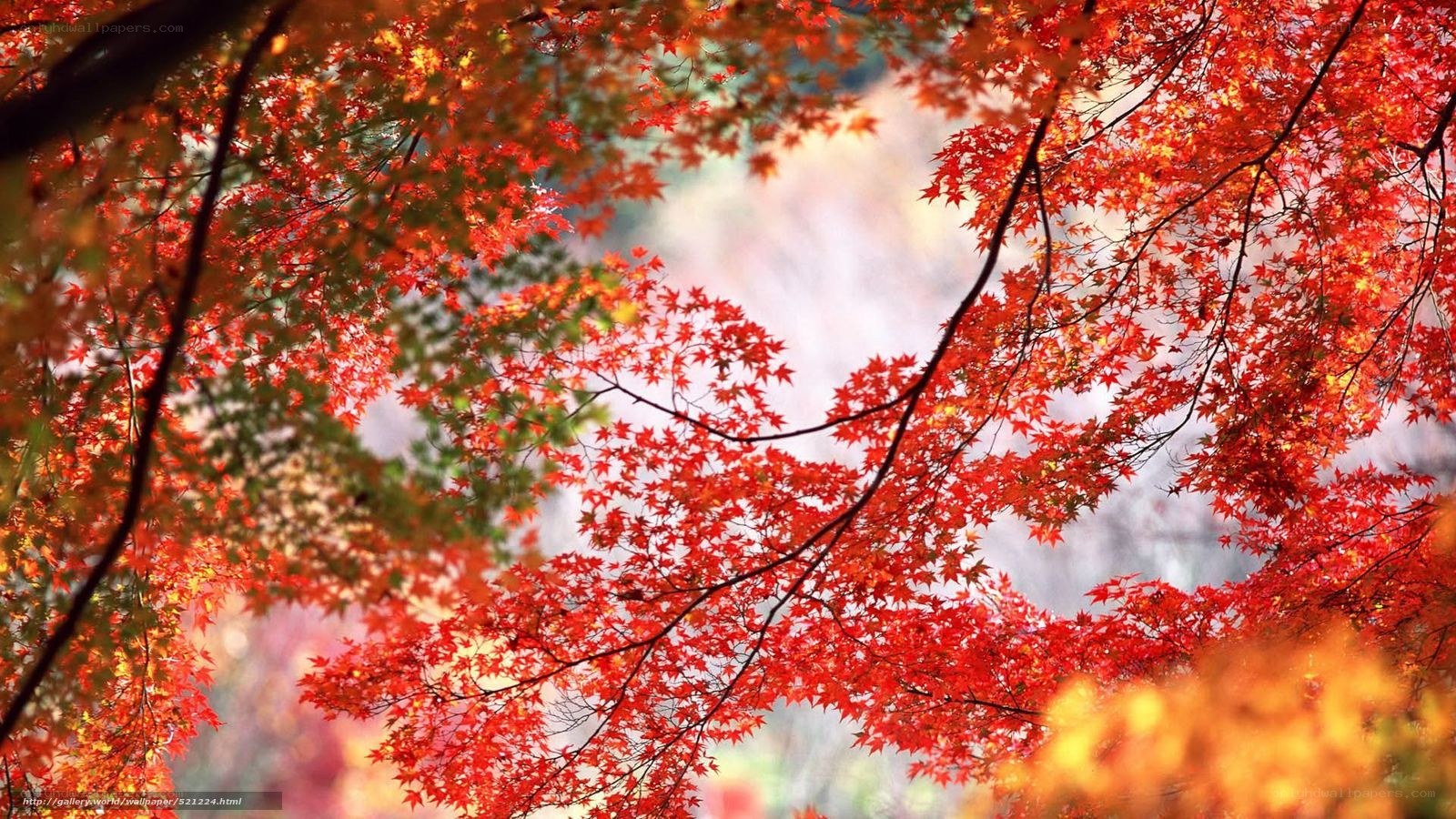 Vibrant autumn maple leaves