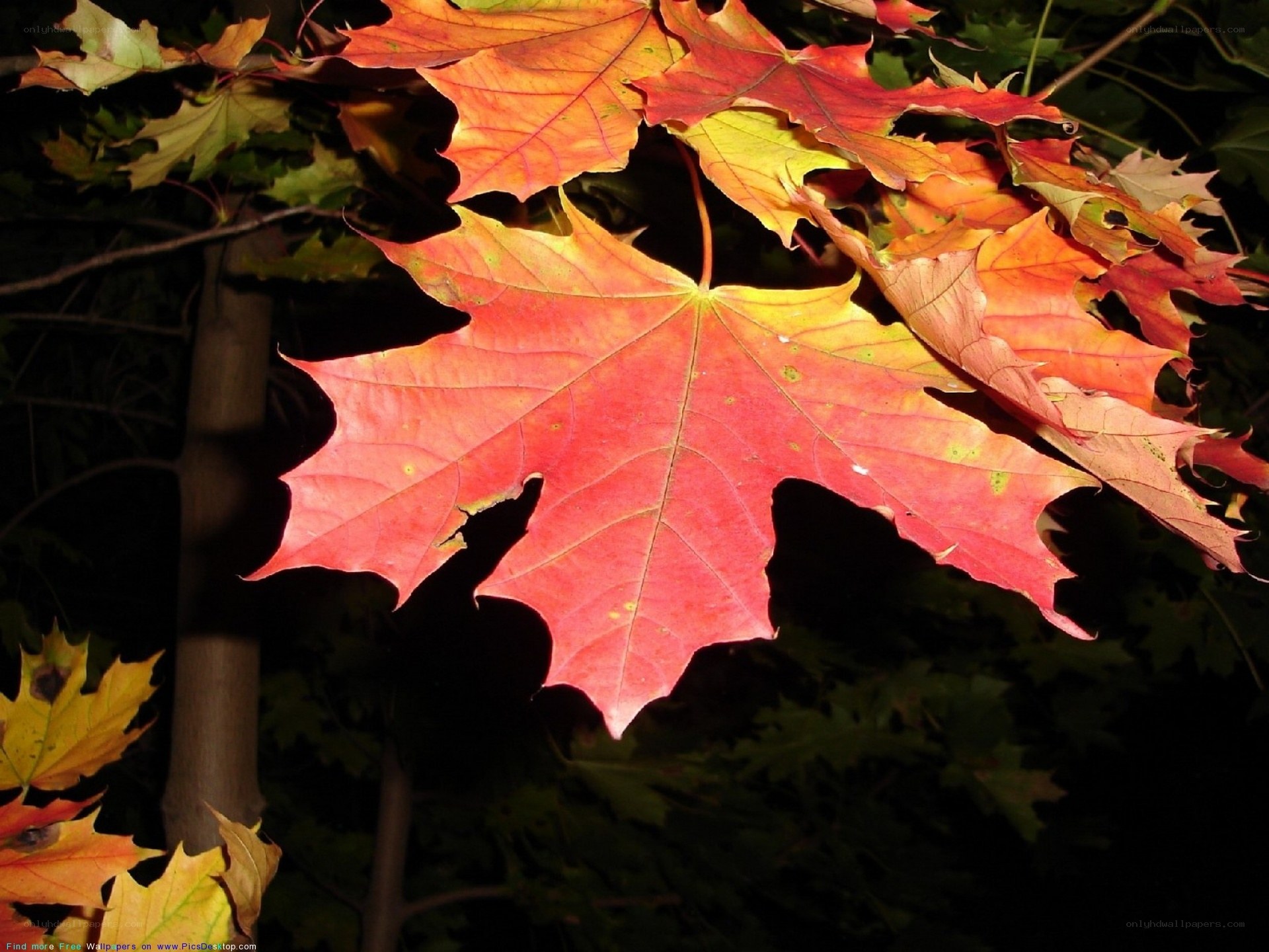 vibrant autumn maple leaves