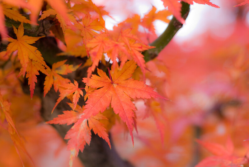 vibrant autumn maple leaves