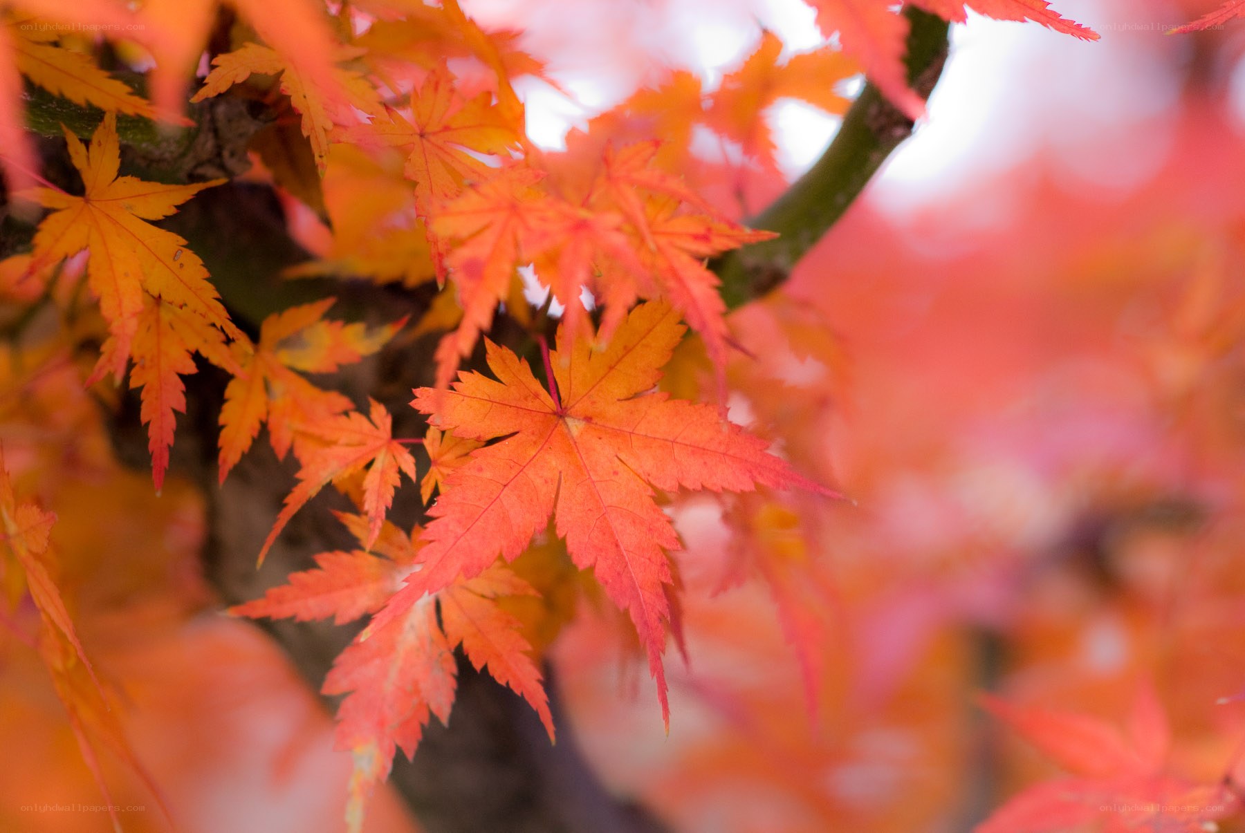 vibrant autumn maple leaves