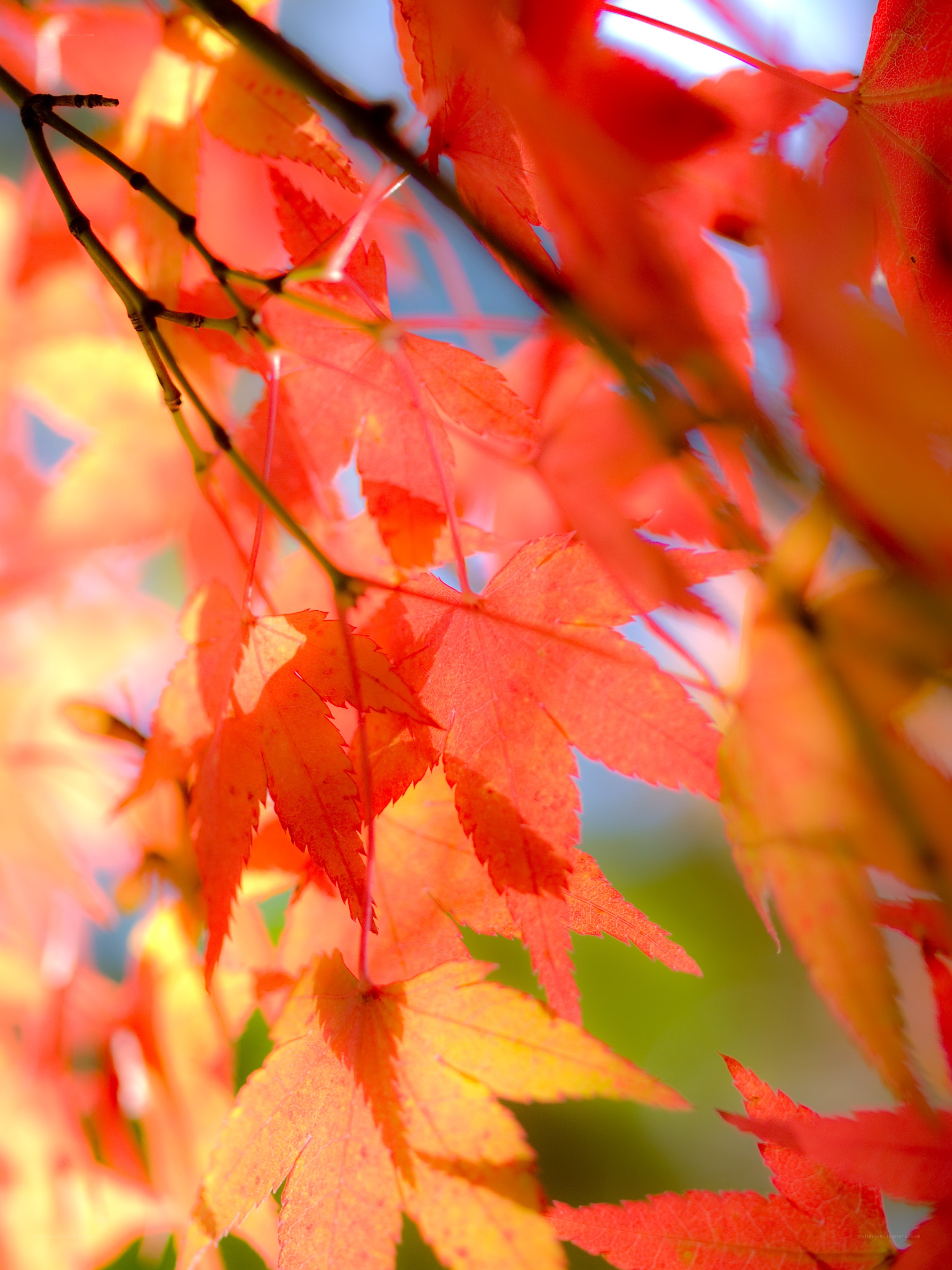 Vibrant autumn maple leaves