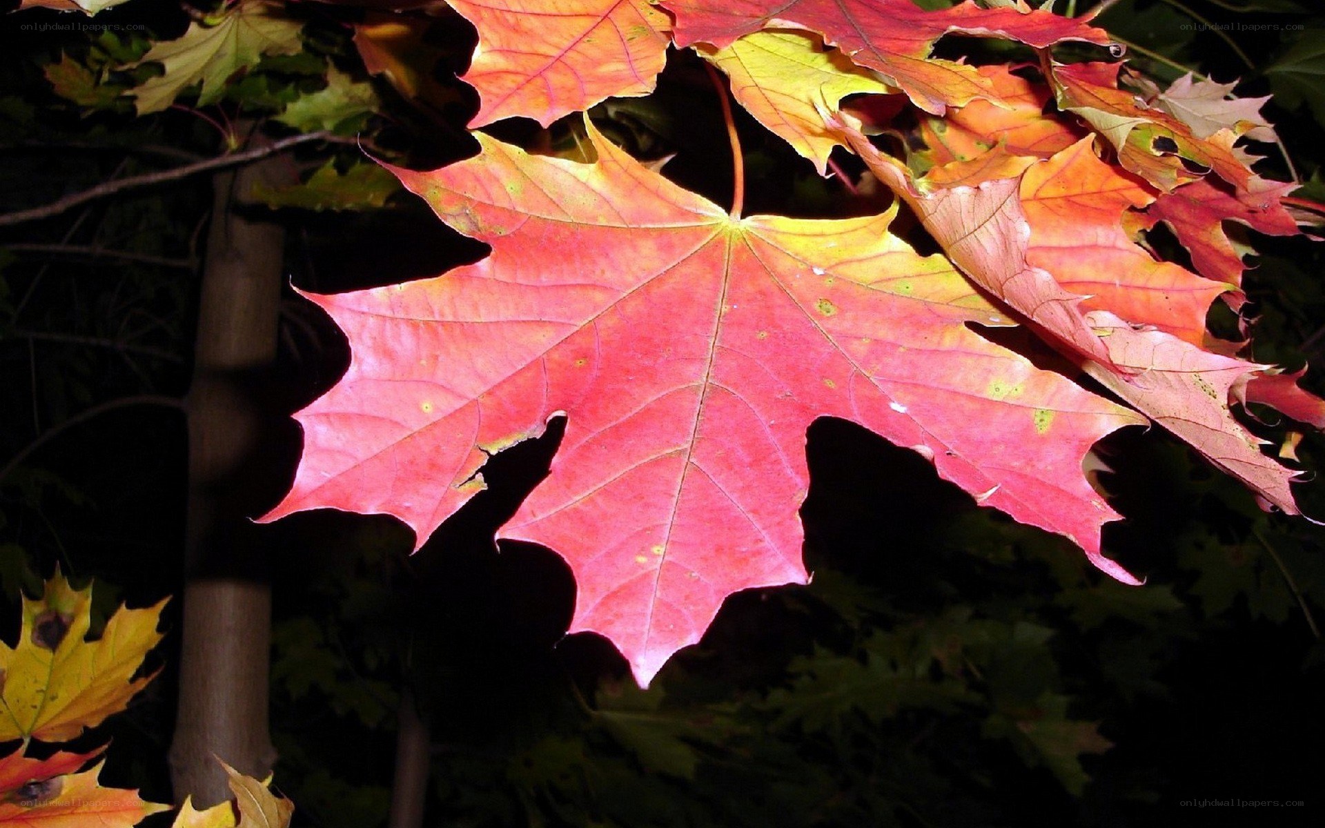 vibrant autumn maple leaves