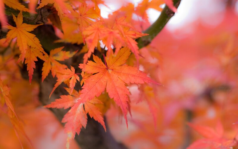 vibrant autumn maple leaves