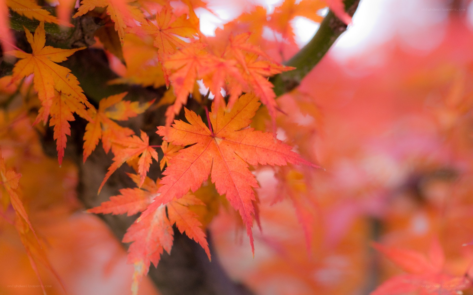 vibrant autumn maple leaves