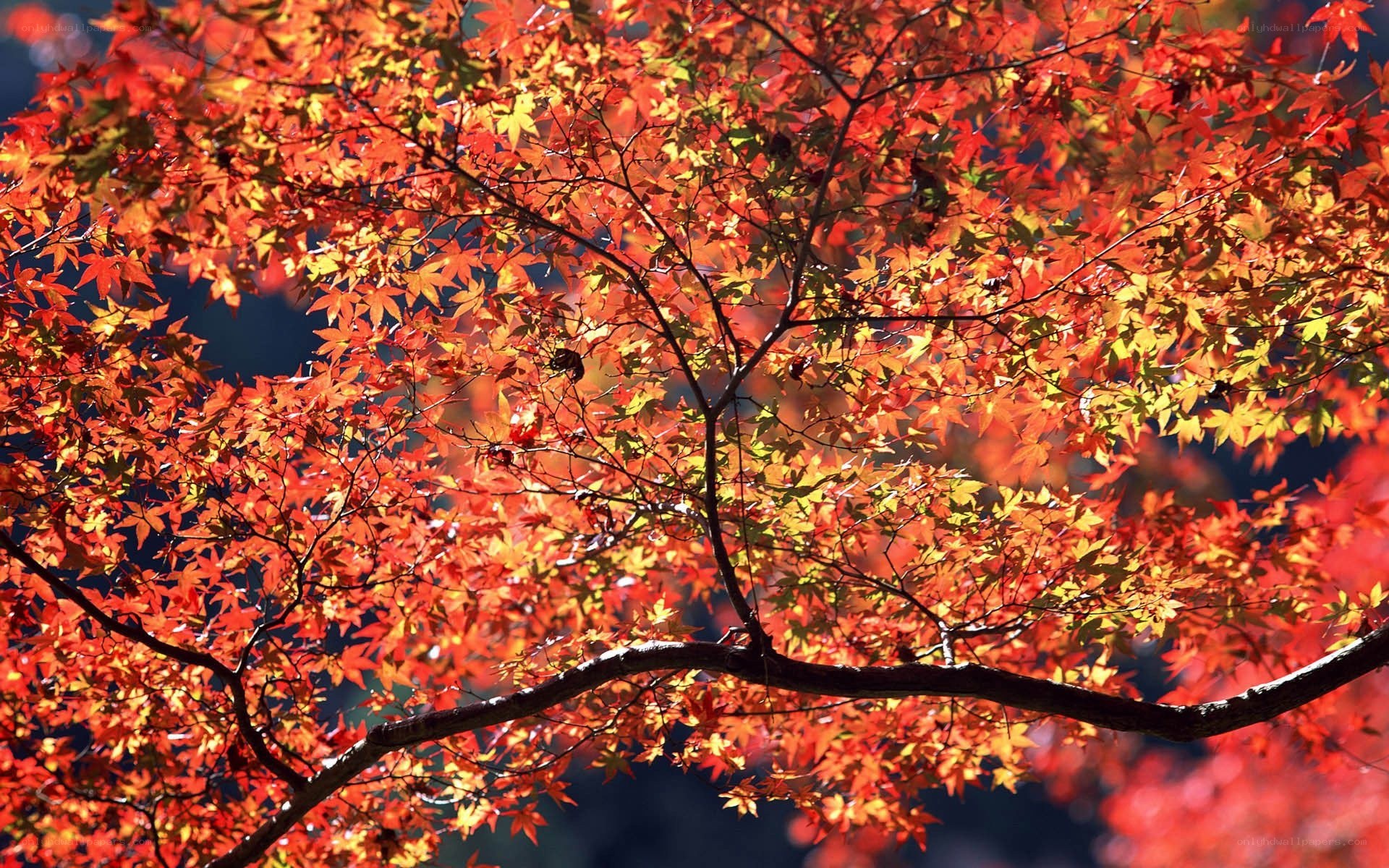 Vibrant autumn maple leaves