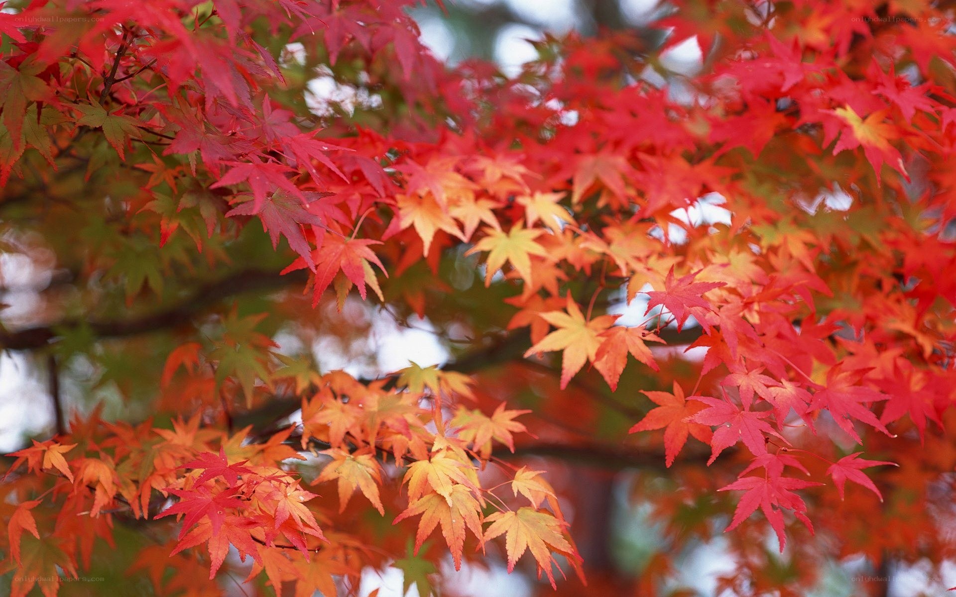 vibrant autumn maple leaves