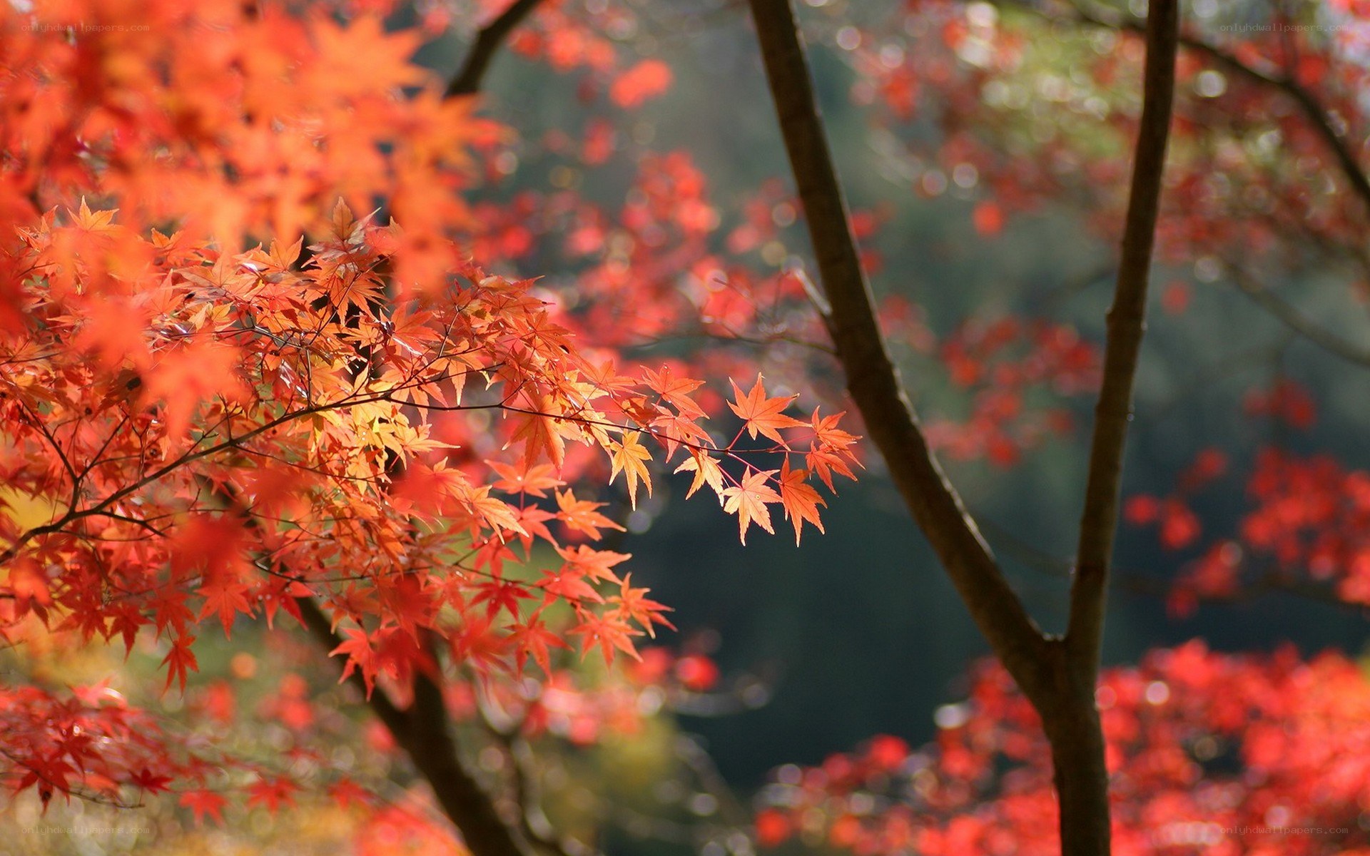 Vibrant autumn maple leaves