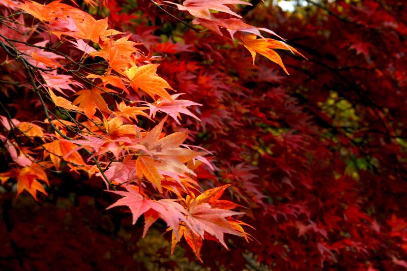 vibrant autumn maple leaves