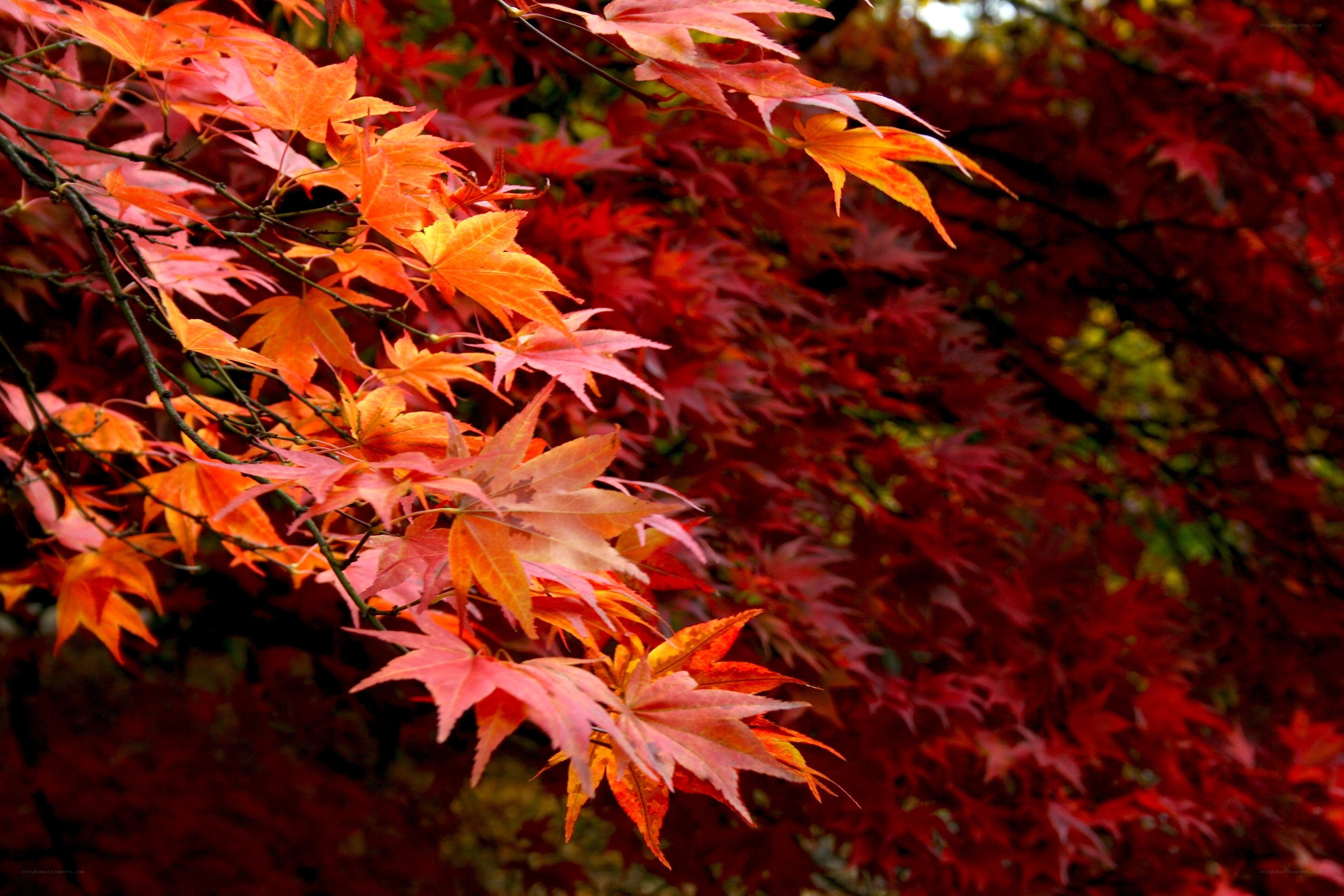 vibrant autumn maple leaves