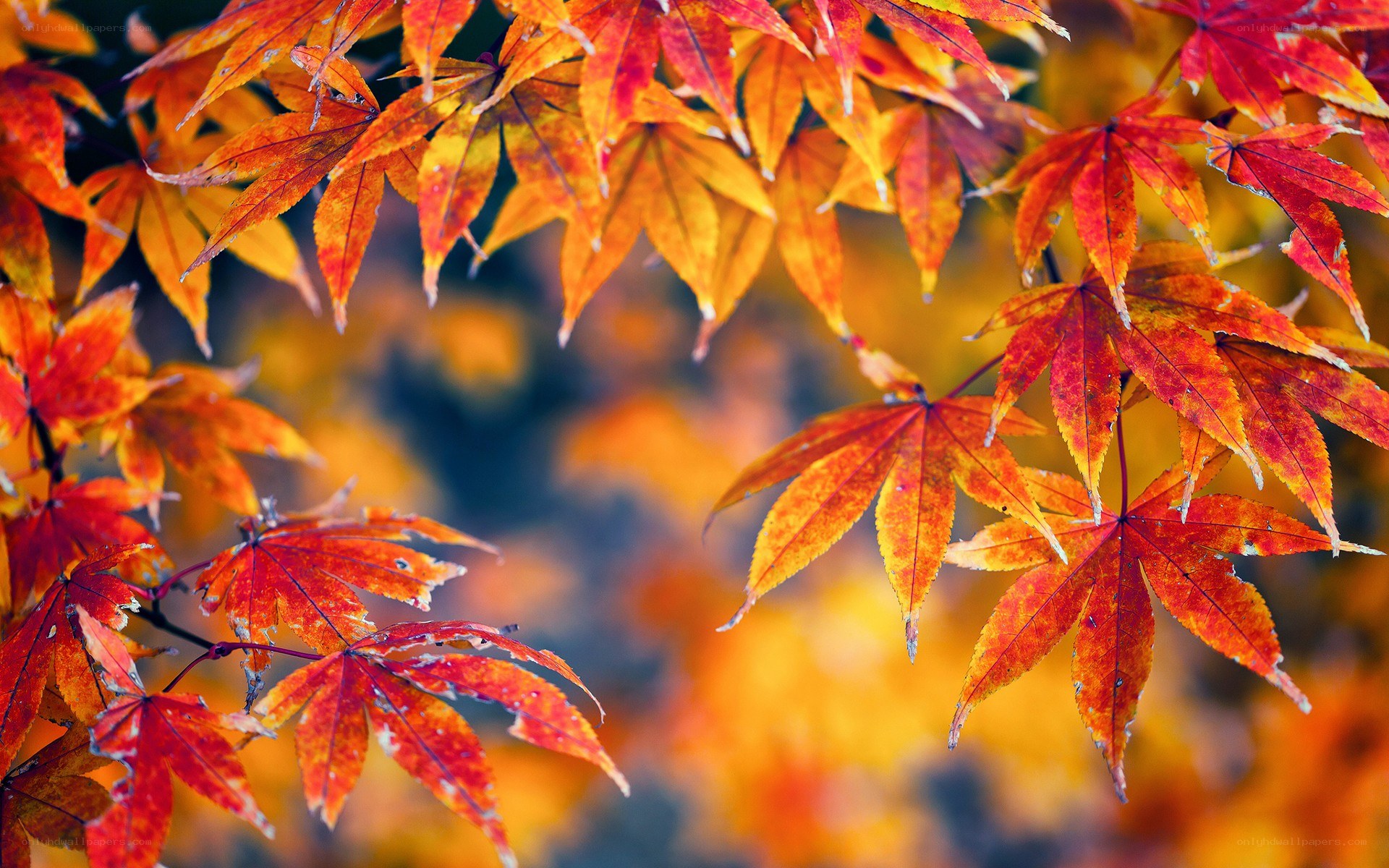 vibrant autumn maple leaves