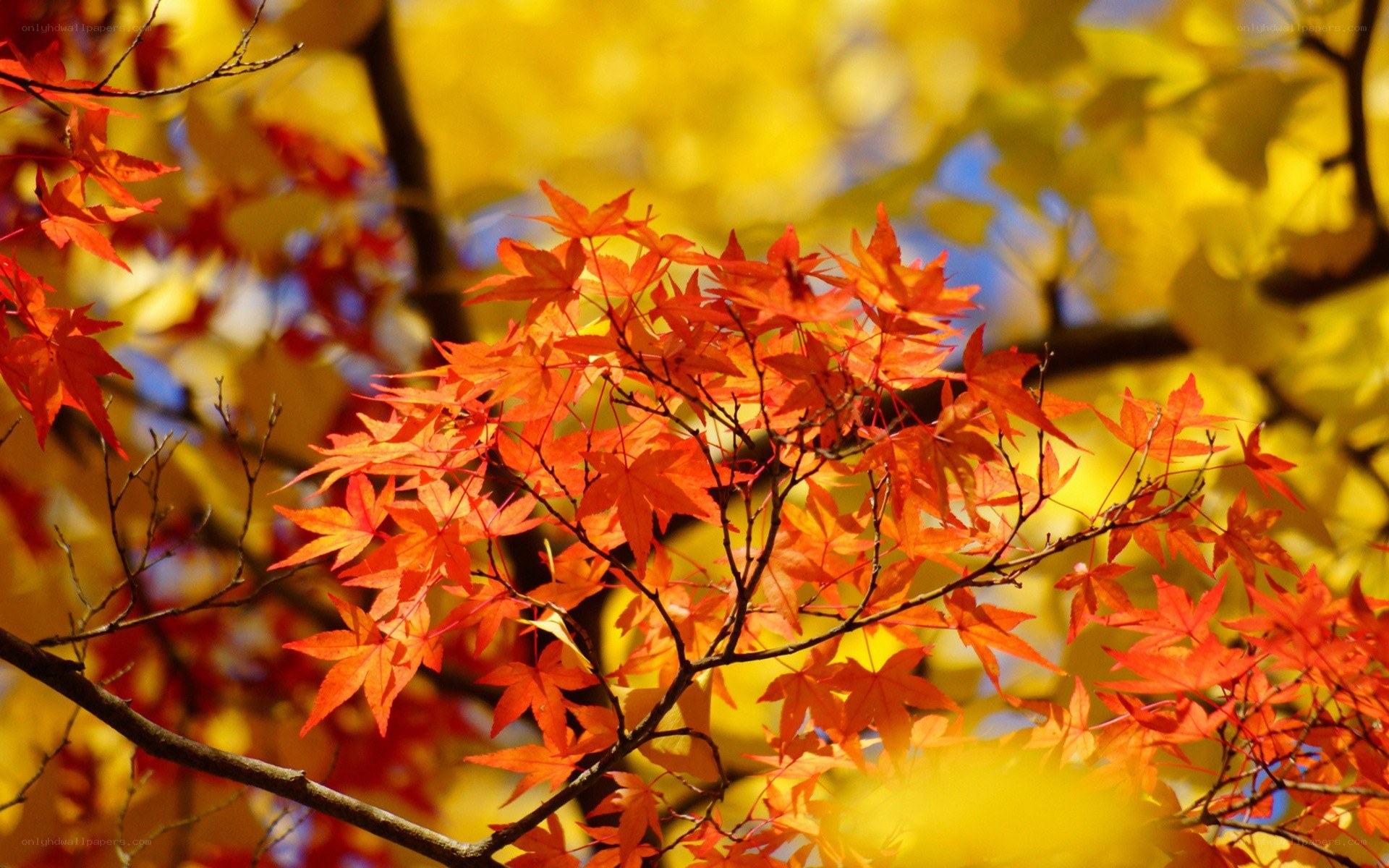 vibrant autumn maple leaves