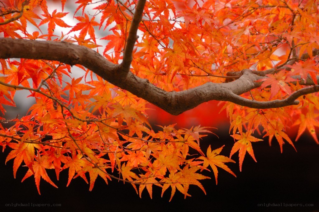 Vibrant autumn maple leaves