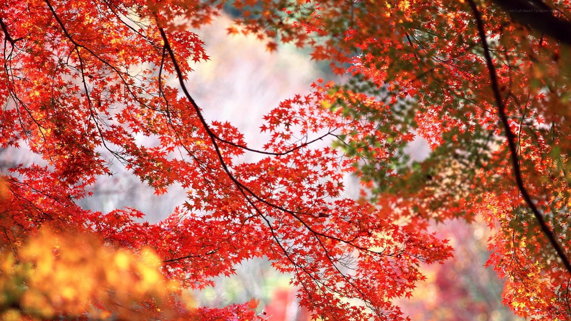 Vibrant autumn maple leaves