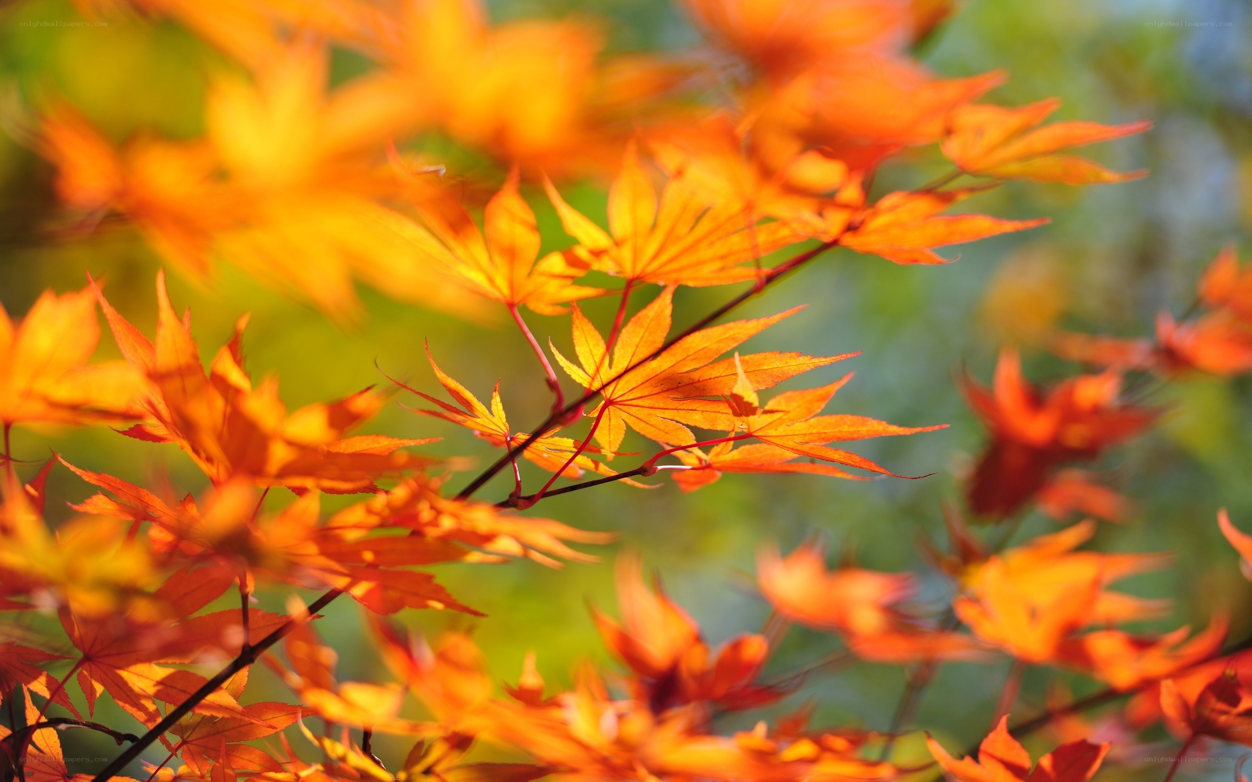 Vibrant autumn maple leaves