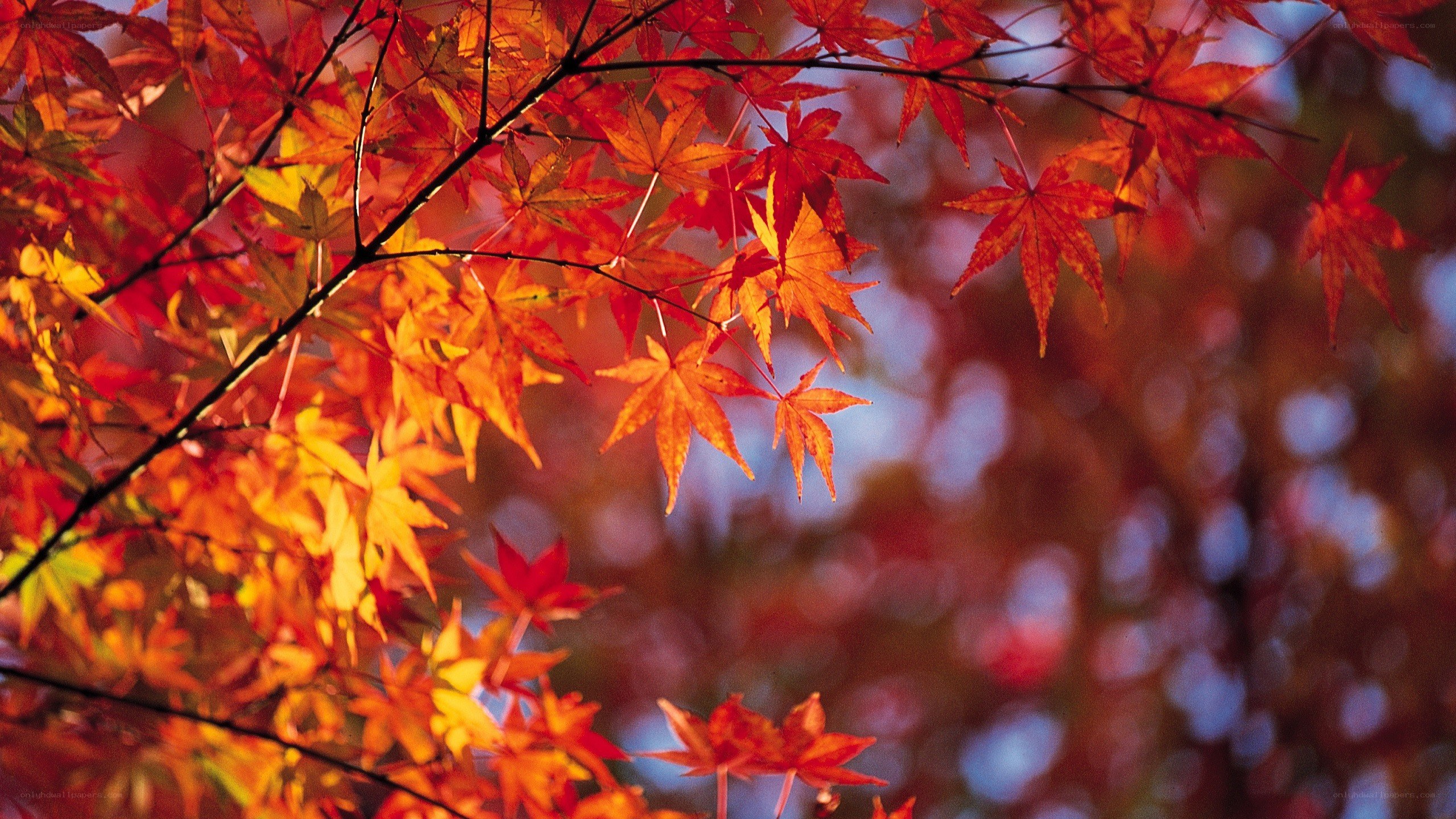 vibrant autumn maple leaves