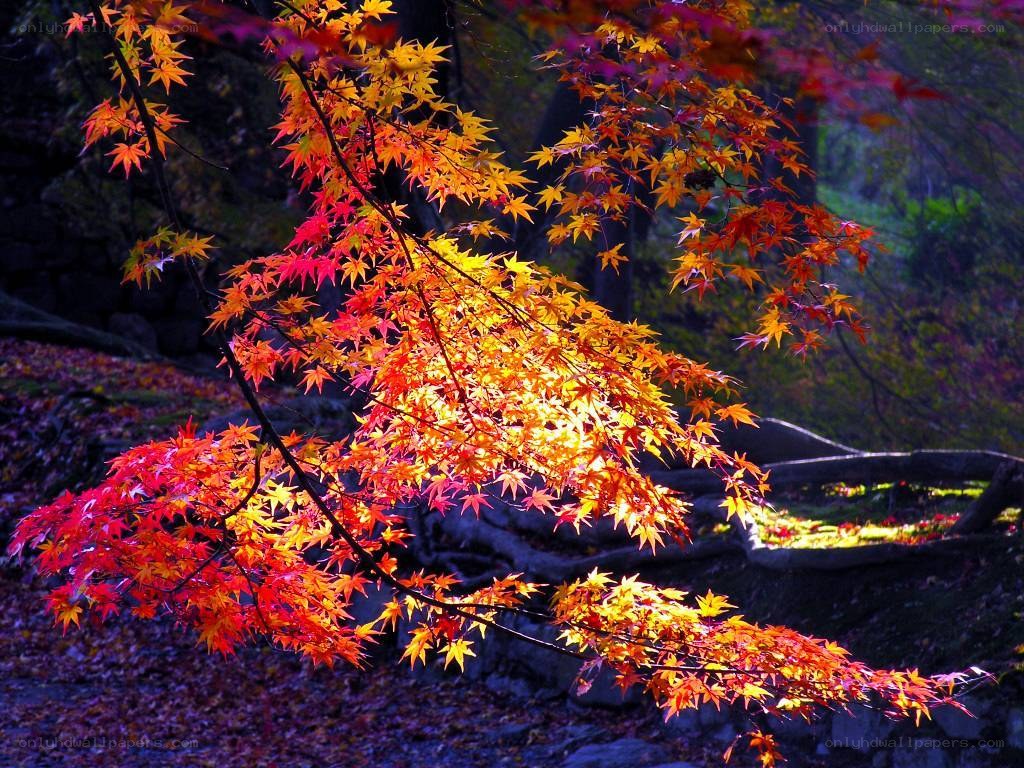 Vibrant autumn maple leaves