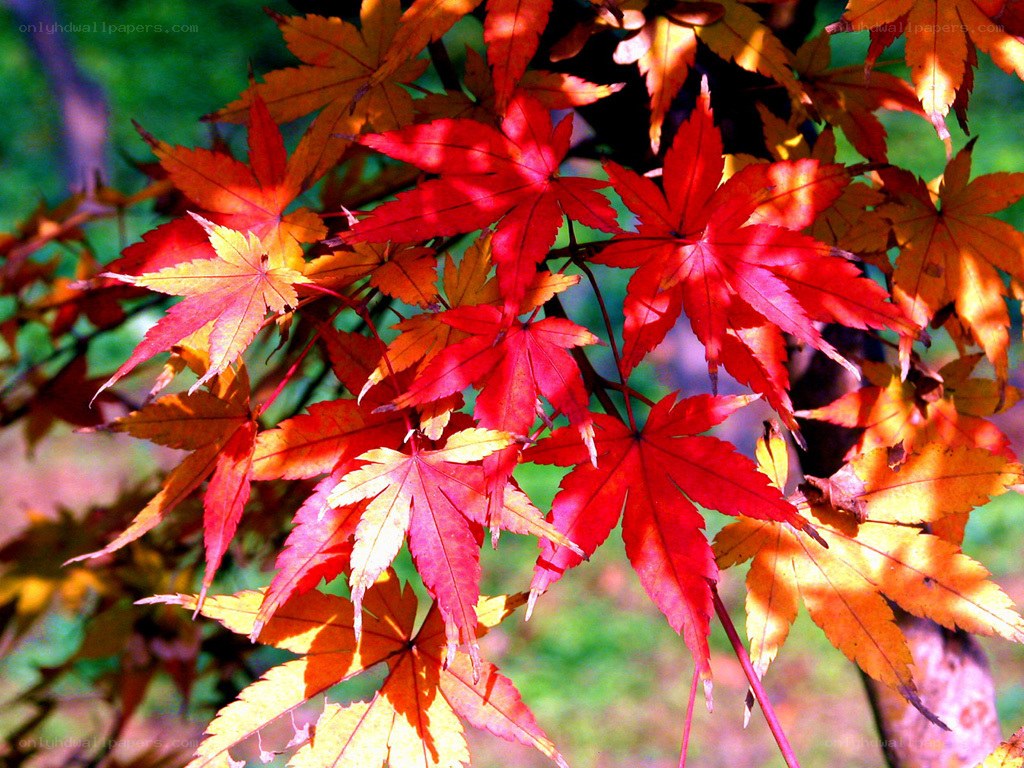 vibrant autumn maple leaves