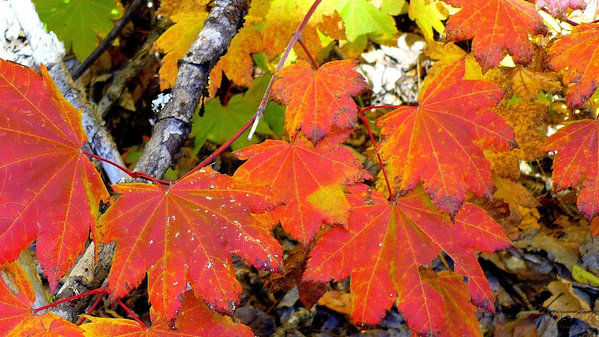 vibrant autumn maple leaves
