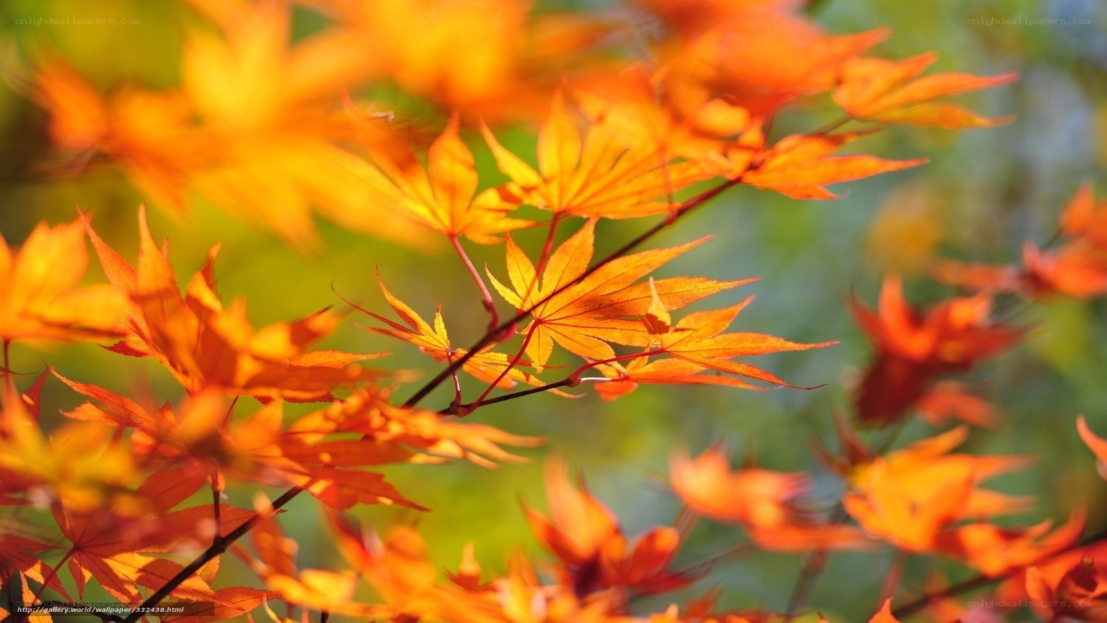 Vibrant autumn maple leaves