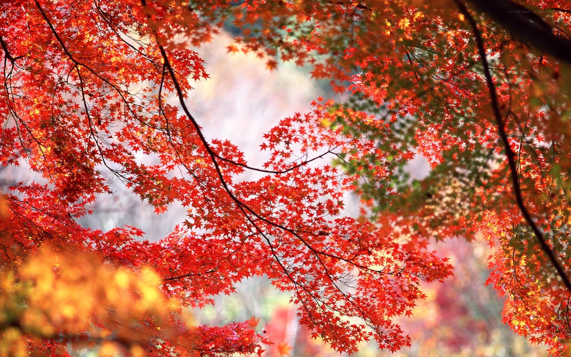 Vibrant autumn maple leaves