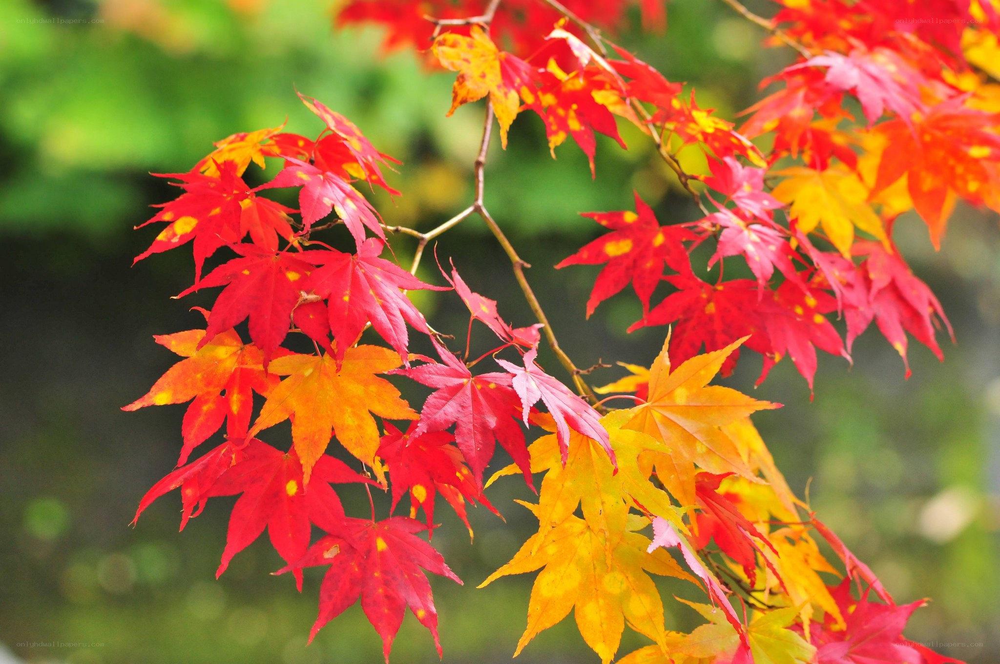 Vibrant autumn maple leaves