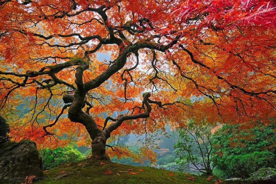 Vibrant autumn maple tree