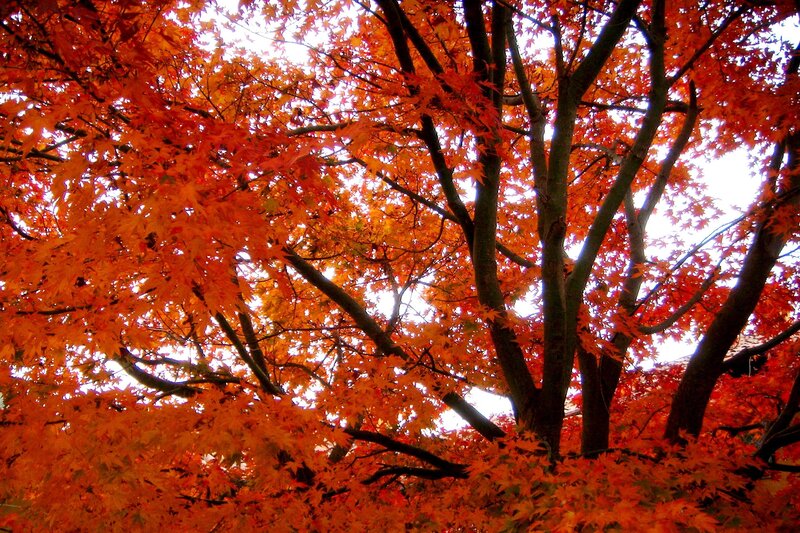 Vibrant autumn maple tree