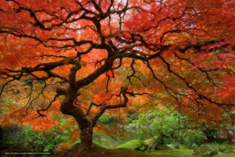 Vibrant autumn maple tree