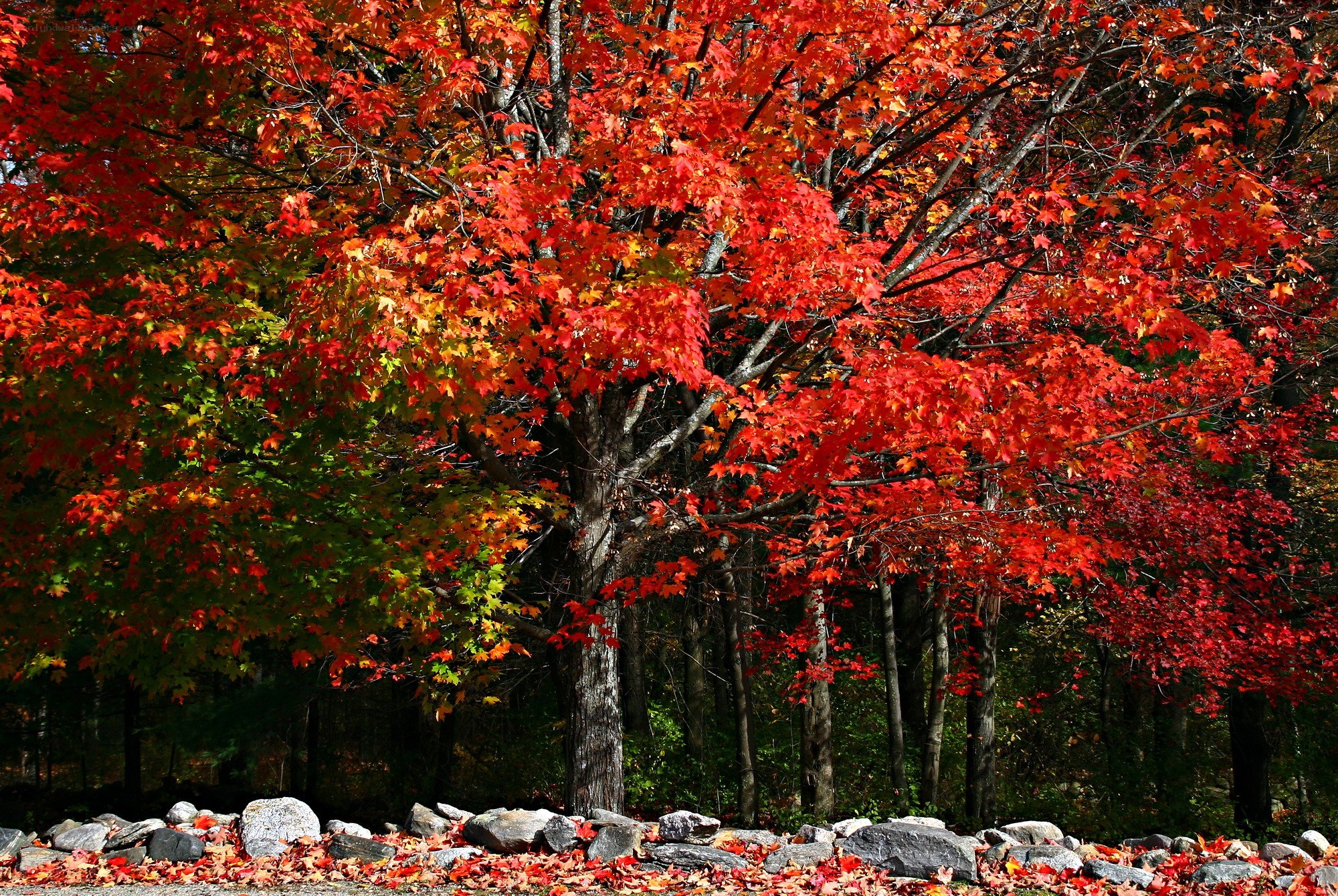 Vibrant autumn maple trees