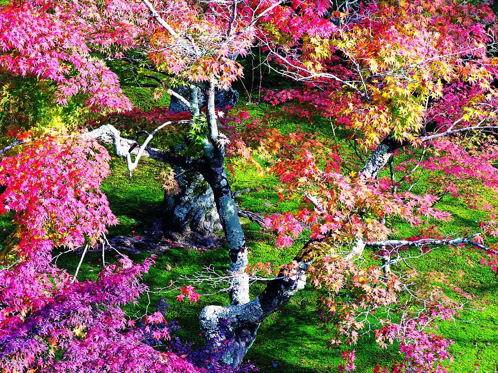 Vibrant autumn maple trees