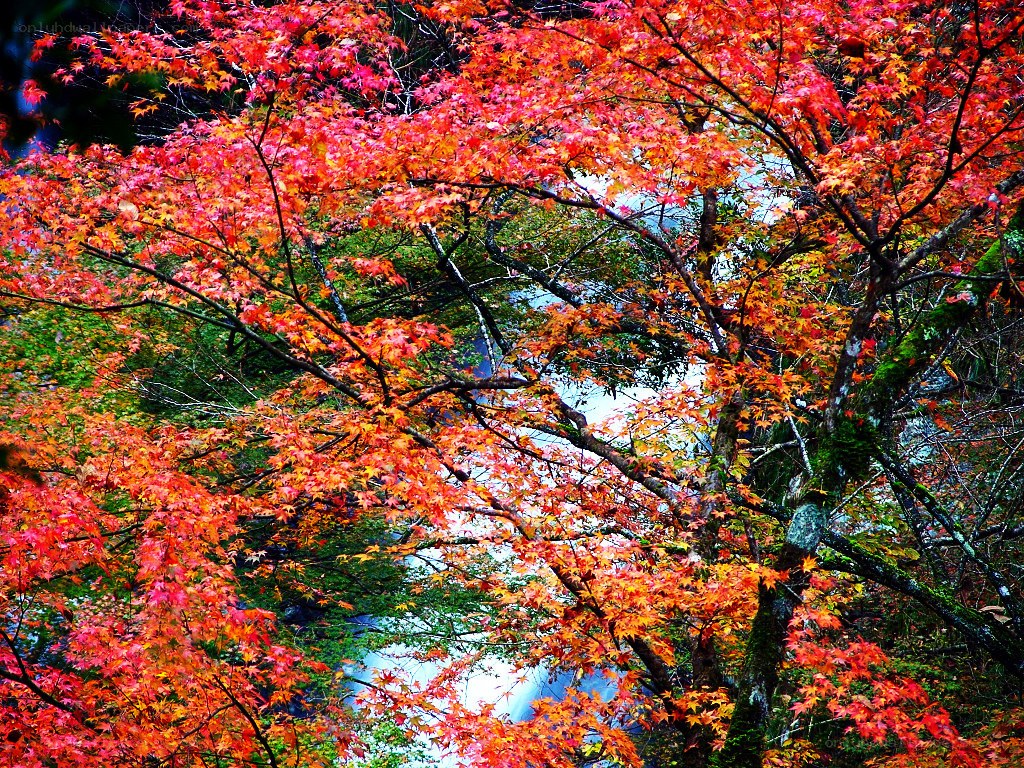 Vibrant autumn maple trees