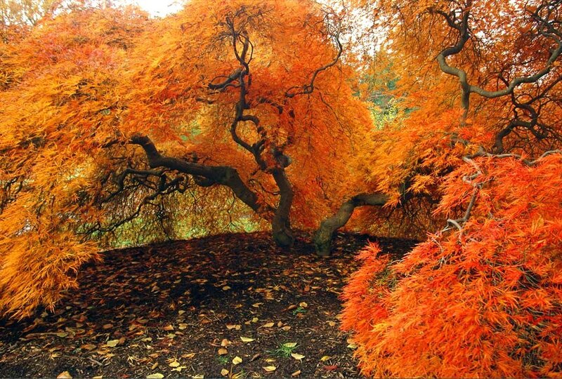 Vibrant autumn maple trees