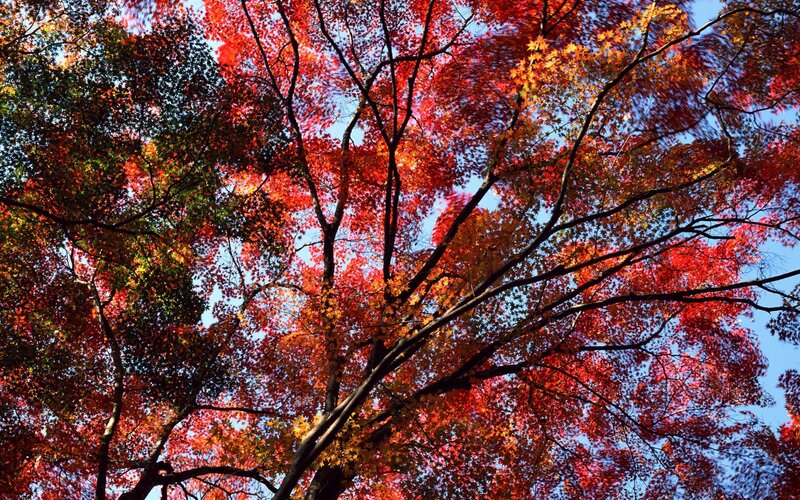 Vibrant autumn tree canopy