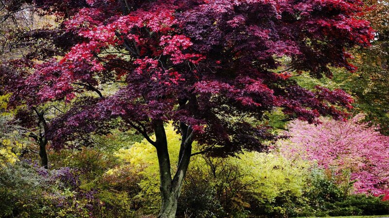 Vibrant autumn tree in garden