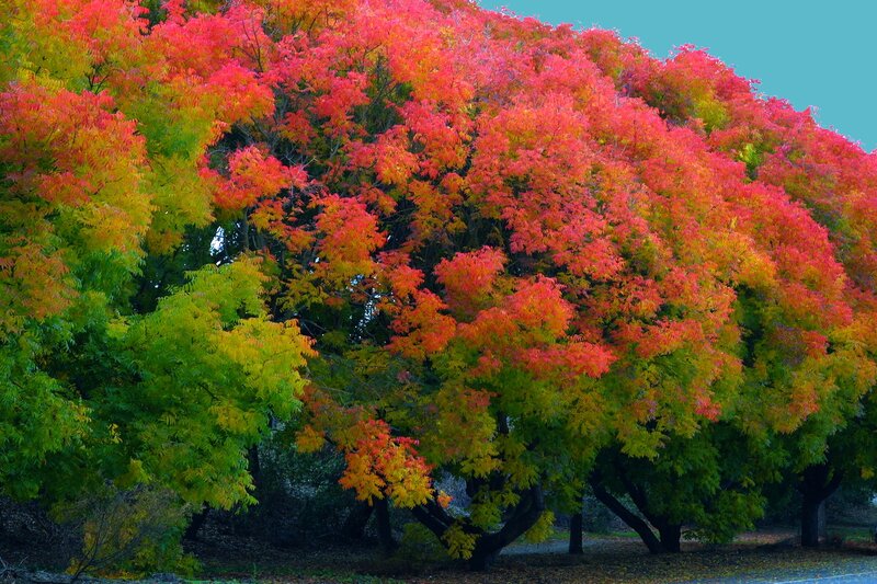 Vibrant autumn trees