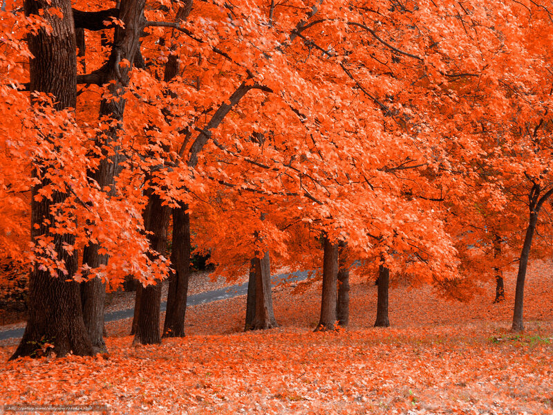 Vibrant autumn trees