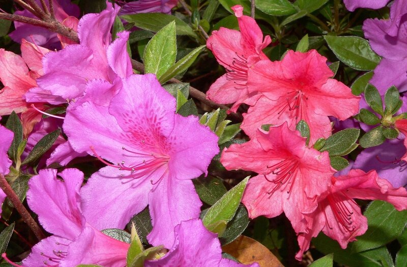 vibrant azalea blossoms