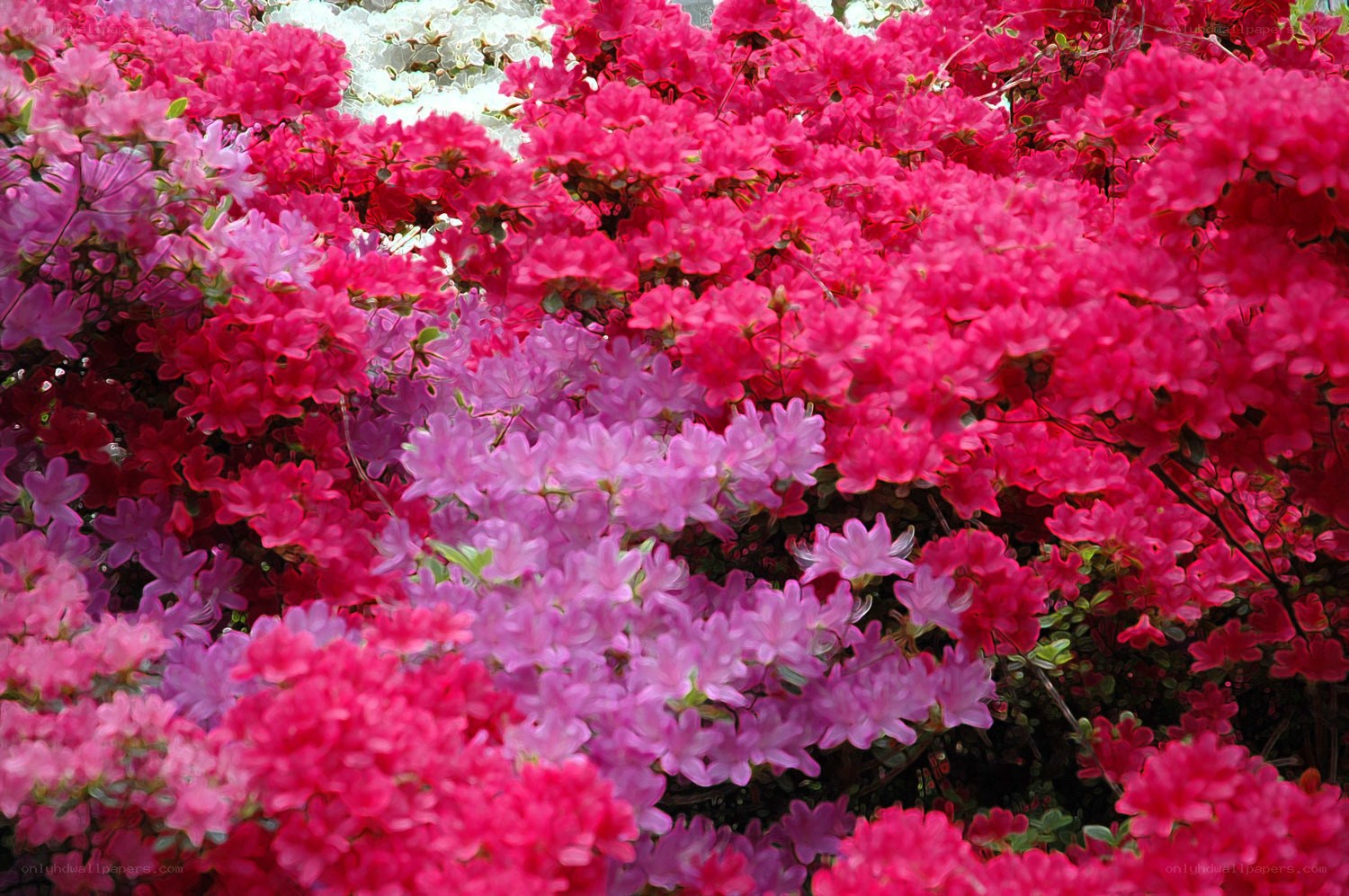 vibrant azalea flower cluster