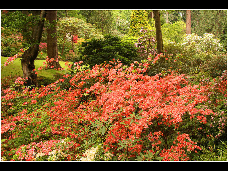 Vibrant azalea garden in forest