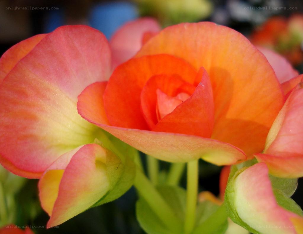 vibrant begonia flower