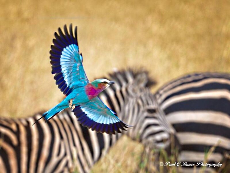 Vibrant Bird in Flight — Blue