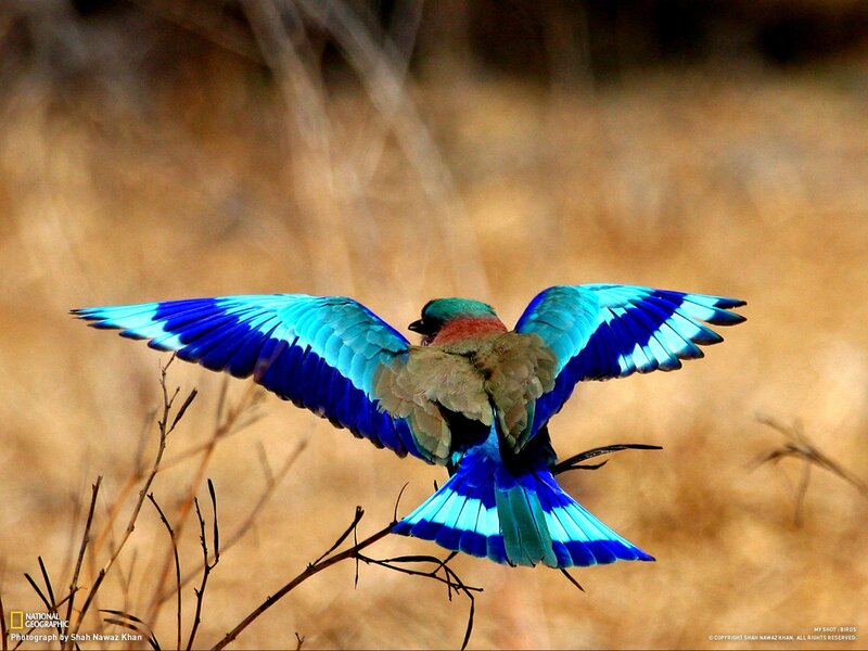 vibrant bird in flight